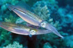 squid in love,wakatobi 2004,F90+105mm by Marco Wannenmacher 